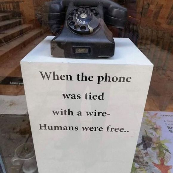 Meet your Posher, Lilly - Picture 1 of 1